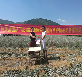 热烈：4001老百汇网站,4001老百汇平台,4001老百汇官方网站集团旗下阳湖红绿色生态馆与宜兴生态百合种植基地正式签约